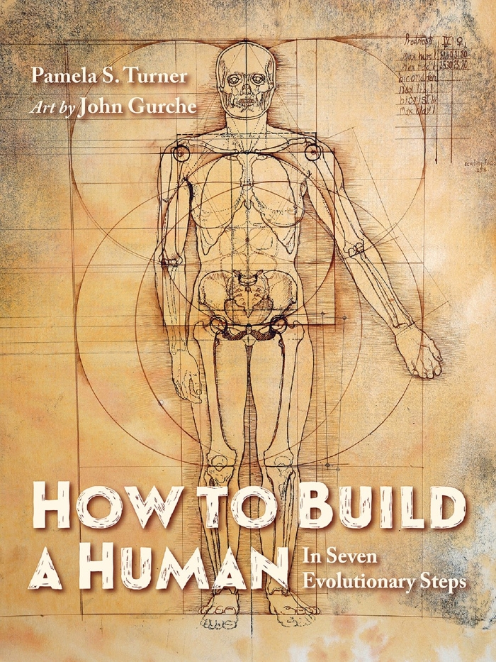 Review of How to Build a Human: In Seven Evolutionary Steps